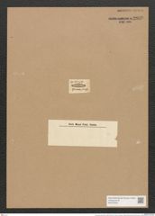 Encyonema sinensis (Ehr.) Ralfs (de-Toni-Nr.: Genus 34, Species 1496) Zeichnungen Sammlung Grunow Nr. 2896 (NHMW-BOT-W0370229)